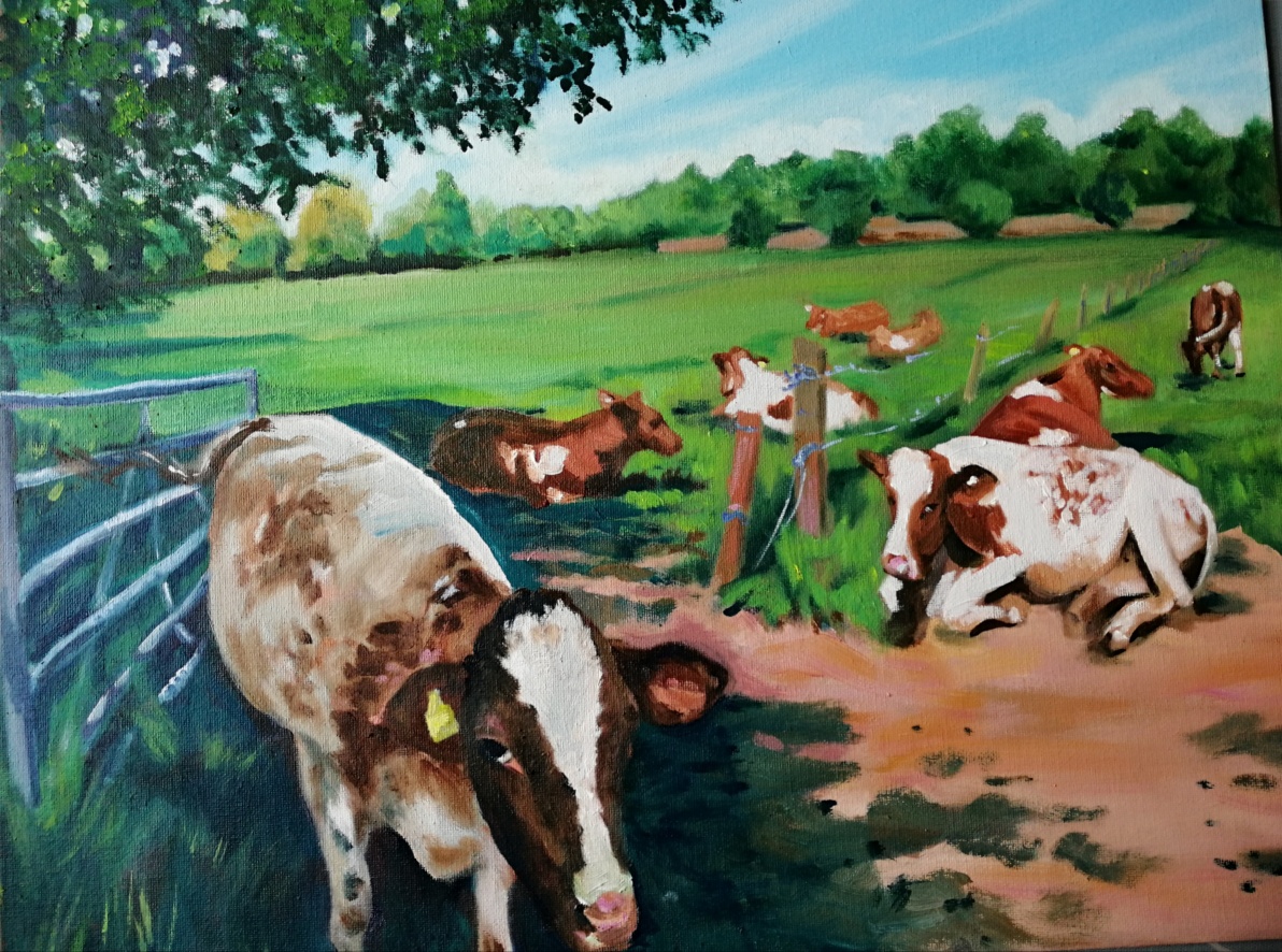 Cows at Dunham Massey