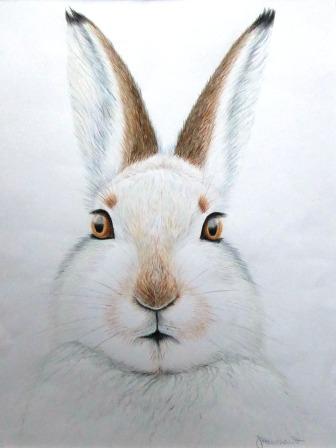 Winter Hare
