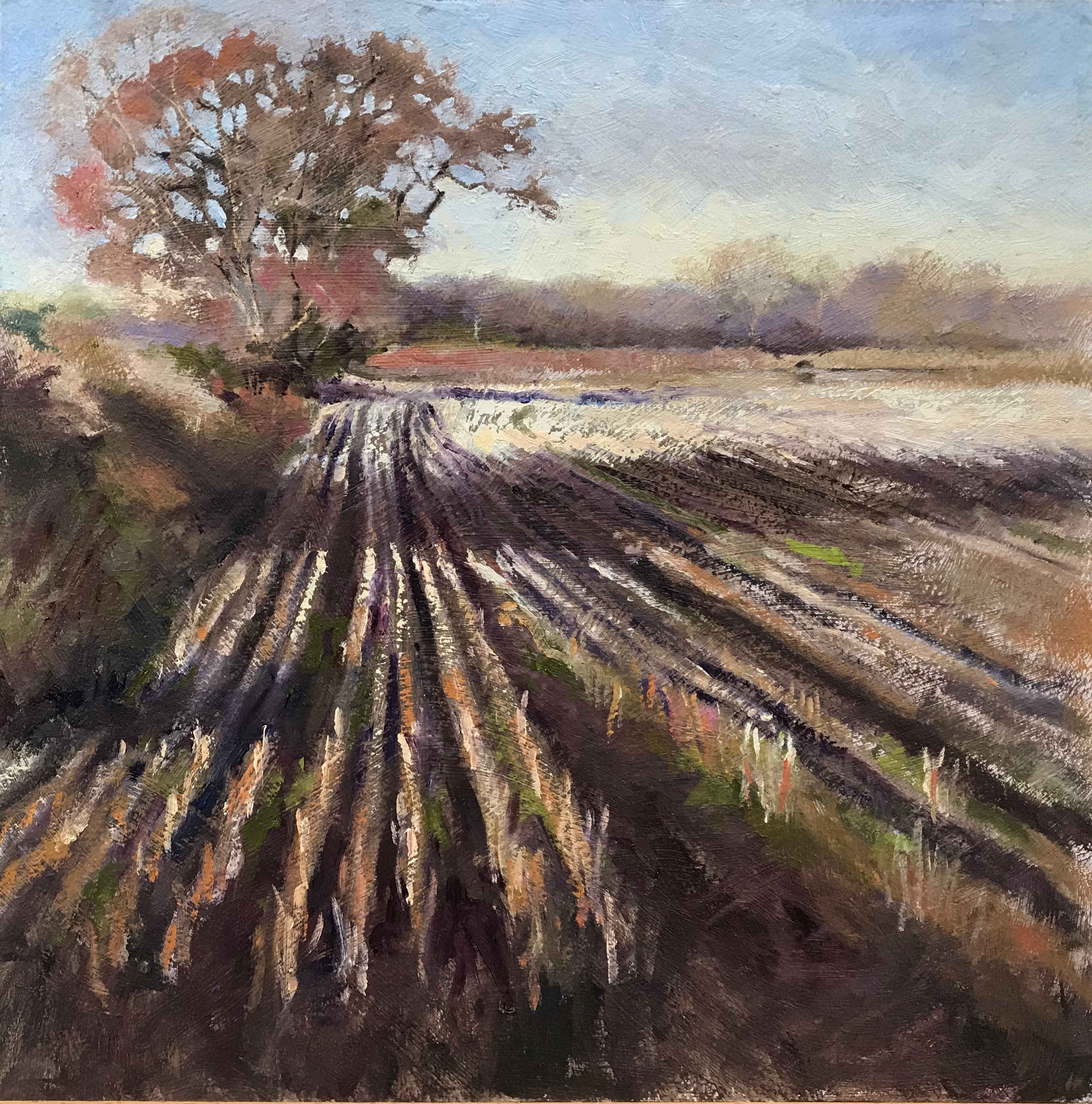 Winter fields, Ollerton