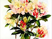 19 - Summer 2023 - COMMENDED ' Rhododendrons' by Lynne Mallard