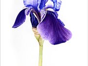 a17COMMENDED 'Purple Iris' by Jane Hawnaur