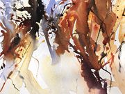 s15FRED TAYLOR CUP (RU) - 'Autumn Undergrowth' by Adrian Homersham