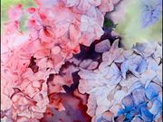 s19COMMENDED 'Hydrangeas' by Heather Richardson
